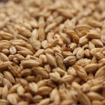 rahr-unmalted-white-wheat-trigo-blanco-sin-maltear-bolsa-de-1-kg